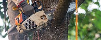 Best Aeration Services  in Edgemere, MD