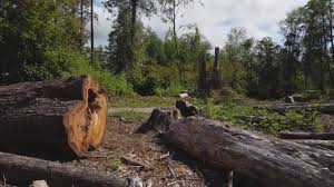 Best Tree Health Inspection  in Edgemere, MD