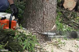  Edgemere, MD Tree Removal Pros