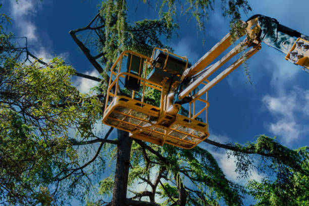 Best Tree Cabling and Bracing  in Edgemere, MD