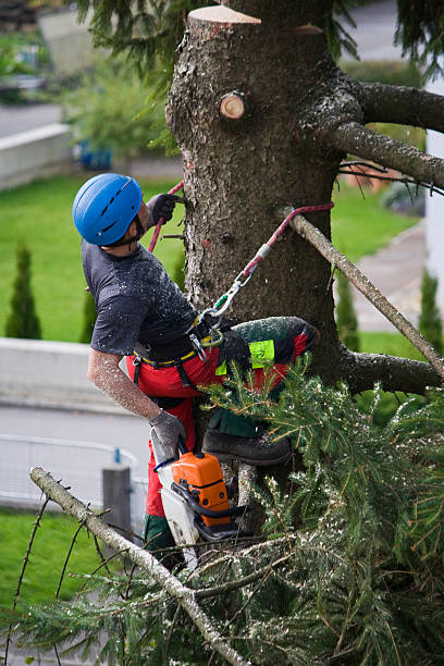Best Tree Risk Assessment  in Edgemere, MD