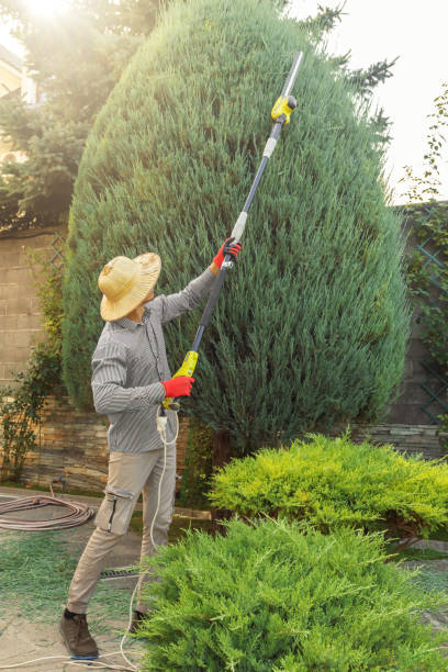 Best Landscape Design and Installation  in Edgemere, MD