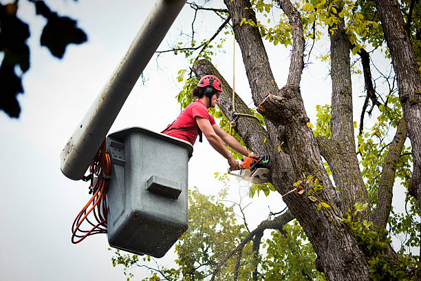 Best Tree and Shrub Care  in Edgemere, MD