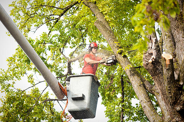 Best Arborist Consultation Services  in Edgemere, MD