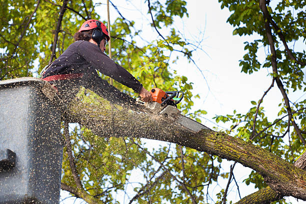 Best Weed Control  in Edgemere, MD